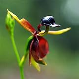 Harddo 30 Stücke Seltene Fliegende Ente Orchidee Blumensamen Topf Blühende Pflanze Garten D
