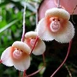 Haloppe 100/200 Stücke Affengesicht Orchidee Blumen Pflanzen Samen für Hausgarten Pflanzen, Blumensamen seltene neuartige Form Pflanzensamen für Garten 200p