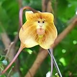 Haloppe 10 Stücke Affengesicht Orchidee Blumen Pflanzen Samen für Hausgarten Pflanzen, seltene Affengesicht Orchidee Blumensamen Hausgarten Topf Bonsai Dekoration Gelb