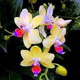 Haloppe 100 Stücke Orchidee Blumen Pflanzen Samen für Hausgarten Pflanzen, Seltene Orchidee Samen Cymbidium Blume Pflanze Home Office Garten Bonsai D