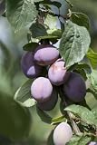 Prunus domestica 'CAC' 60 cm - Zwergpflaume, ideal für kleine Gärten, süße Früchte, pflegeleicht, w