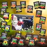 Meine Orangerie - Saatgut Adventskalender 2024 – 24 Überraschungen mit Gemüse-, Blumen- und Kräutersamen inkl. Mini-Gewächshaus, Pflanzstecker und E