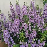 30 pcs Angelonia Samen, blumensamen mehrjährig gartengeschenke Angelonia Angustifolia Samen - blumen garten pflanzen für draußen seltene pflanzen, wohnzimmer deko kletterpflanzen winterhart,