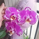 800 pcs orchidee phalaenopsis pflanze samen - pflanzen draußen, pflanzensamen exotisch blumen für balkon, bio saatgut blumen deko, bonsai samen blumen balkon, bonsai samen p