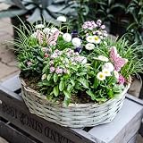DARO DEKO Holz Pflanzring rund Natur Ø 39cm x 10cm mit Einsatz Weiden Pflanz-Schale Ring Blumentopf geflochten Blumenkorb