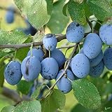 Hauszwetsche Pflaumenbaum - kleinbleibend | Selbstfruchtbar & Ertragreich | Bauernpflaume für den Hausg
