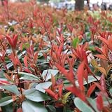 200 pcs glanzmispel red robin samen - heckenpflanzen winterhart winterharte stauden für pralle sonne, pflanzen winterhart saatgut alte sorten, outdoor pflanzen zimmerpflanzen, kübelp