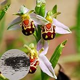 Haloppe 100 Stücke Bienen-Orchideen-Blumen-Pflanzen-Samen für Hausgarten-Pflanzen, Bienen-Orchideen-Samen-seltenes Lächeln-Gesicht duftende Blumen-Samen Saatg