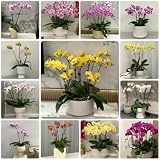 300 pcs phalaenopsis orchidee samen, samen geschenk, blumengarten deko pflanzen, zimmerpflanzen blumen für balkon, bio saatgut winterharte stauden mehrjährig, bodendecker samen blumensamen,