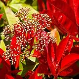 Rote Glanzmispel Little Red Rob
