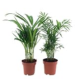 Happy Plants Zimmerpflanzen Palmen-Set 2 Stück I Graslilie & Acrea-Palme, Zierpflanze Wohnung-Pflanze Palmen-Pflanze tierfreundliche-Zimmerpflanze, luftreinig