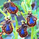 Haloppe 100 Stücke Cymbidium Blumen Pflanzen Samen für Hausgarten Pflanzen, Orchidee Samen Cymbidium Bonsai Seltene Blume Pflanze Garten Balkon Dekor Cymbidium-S