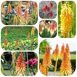 fackellilie pflanze samen garden zimmerblumen flower seeds exotische samen Kniphofia Uvaria Seltene Pflanzen Serie pflanzensamen topfpflanzen kräuter samen pflanztopf stauden 200p