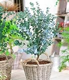 BALDUR Garten 1x Winterharter Eukalyptus Azura® im XXL-Topf, Pflanze im 15 cm-Topf, Eucalyptus gunnii, Azura, winterhart bis -20 °C, mehrjährig, intensiv duftend, vertreibt Flieg