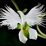 Orchideensamen 200 Teile/los Weißen Reiher Japanischen Radiata Seedsworld Seltene Orchideenarten Home Blume Pflanze Garten Dek