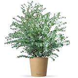 Bloomify® Eukalyptus Pflanze 'Eugen' | 60 bis 80 cm großer winterharter Eucalyptus | pflegeleichte, echte Eukalyptuspflanze für Balkon, Terrasse oder Garten | herrlicher D