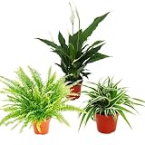 Zimmerpflanzen-Trio 'Luftreiniger' - Set mit luftreinigenden Pflanzen (Nephrolepis, Spathiphyllum, Chlorophytum)