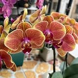 20 pcs phalaenopsis orchidee samen, blumen deko, bonsai samen blumen pflanzen, ostergeschenke deko wohnzimmer, blumengarten pflanzen draußen, pflanzensamen exotisch blumenbeet, steingartenp