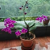120 pcs phalaenopsis orchidee samen, samen geschenk, blumengarten blumen samen, plants blumen balkon, bonsai samen blumen deko, bonsai samen blumen pflanzen, ostergeschenke b