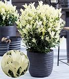 BALDUR Garten 1x Euonymus 'Himalaya', Pflanze im 2 Liter-Topf, weißer Neuaustrieb, immergrün, winterhart & mehrjährig, pflegeleicht, ideal für Beet & Küb