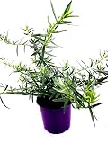 Französischer Estragon Artemisia dracunculus Kräuter Pflanze 1stk