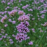 eisenkraut samen mehrjährig - verbene samen, heilkräuter samen, garten geschenk, blumensamen balkon verbenas samen, pflanzensamen, pflanzen für sonnige plätze kräuterpflanzen, 600p