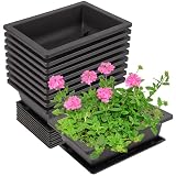 PUCSIQ 10 Stuck 16.5x12.5x6cm Bonsai Schale mit Untersetzer Bonsai Pflanzen Topf bonsaischale besteht Rechteckige Bonsaischale für Garten Wohnen Balkon Z