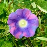 Prunkwinde samen, Trichterwinde samen, blumen garten，pflanzen für draußen garten geschenk，Dekorative Pflanzen balkonpflanzen，schnittblumen samen büro deko，Wunderschön leuchtende Blumen 300p