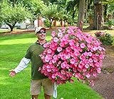VISTARIC 100 PC/pack Japanische Radiata Samen weiÃŸer Reiher Orchid Seeds Welt Seltene Orchideen-Arten WeiÃŸe Baison Blumen Orchidee Garten Orchid S