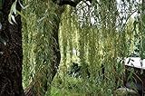 Salix alba 100–125 cm – Winterhart, Mehrjährig, Pflegeleicht – Silberweide – Zierbaum für Garten & L