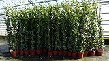 gruenwaren jakubik 4 Stück Efeu Pflanze Hedera helix 180-200 cm Pyramide Säule winterhart Kletterpflanze Hecke Sichtschutz blick