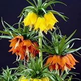 FLORIUM - Kaiserkronen Fritillaria zwiebeln Imperialis Kollektion, (6 Blumenzwiebeln/knollen) winterhart mehrjährig Mischung aus Holland für Frühjahrsblüte, Ideal pflanzen für Garten (kein Samen)