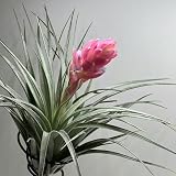 5 pcs luftpflanzen echt hängend - tillandsien - winterharte stauden dauerblüher, kletterpflanzen tillandsien pflanzen echt pflanzen für garten, extrem winterharte kübelpflanzen rankp