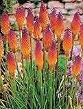 Go Garden 25 Lila Hot Poker Fackel-Lilie Blumensamen Kniphofia U