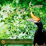 Gibbon Zeit (6 Uhr Morgens) im Taman Nasional Sebangao (Morgendliches Konzert der kleinen Menschenaffen) [Naturklänge für Meditation und Balance des Lebens]