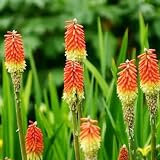 fackellilie pflanze samen gartenblumen blühende exotische samen gartenpflanzen bienenfreundliche blumensamen stauden gartensamen flower seeds mini garten blumen Seltene Pflanzen Serie 100p