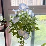 Prunkwinde samen, Trichterwinde samen, bonsai samen，pflanzen für sonnige plätze blumensamen mehrjährig winterhart，gartenpflanzen geschenke für gartenliebhaber，dekoration wohnzimmer 100p