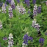 Pacchetto semi: 50 Semi - Pixie Lupine'Lupinus Hartwegii Nanus'