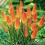 Bloomique - 5er-Mix - Kniphofia Uvaria Grandiflora - Feuerpfeil - Fackellilie - Knollen - Gartenpflanzen - Stauden - Winterhart - Staude - Wird bis zu 60-100 cm groß