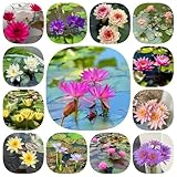 100 pcs Seerosen Samen, Wasserpflanze, pflanzen winterhart draußen, outdoor pflanzen Seerosen Für Teich Winterhart, pflanzen balkon, stauden winterhart saatgut büropflanzen, p