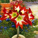 3 Banshee Amaryllis Zwiebel Steckzwiebeln Kaufen Weihnachten Amaryllis Zwiebeln Winterhart Mehrjährig Winterharte Pflanzen Für Garten Balkon Winterharte Pflanzen Zierblumen Hydroponik Blumenzwieb