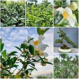 TeeSamen, TeepflanzeSamen, alte sorten Camellia sinensis pflanzensamen geschenke für gartenliebhaber immergrüne winterhart nachhaltige geschenke 60p