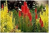 3 x Kniphofia ‘Redhot Popsicle’ (Winterhart/Staude/Dauerblüher/Bienenferundlich/Mehrjährig) Fackellilie Rot - Rote Flammen, die den Garten erhellen - von Stauden Gäng