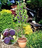 BALDUR Garten Säulen-Pflaumen 'Black Amber', 1 Pflanze, Prunus domestica Säulenobst winterhart Zwergobstbaum, platzsparende Säule für kleine Gärten, Balkone & T