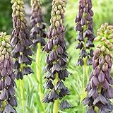 Kaiserkronen Fritillaria Persica Purple Blumenzwiebeln (5 Zwiebeln), Winterharte mehrjährige Zwiebeln, Pflanzen aus Holland für Garten und Topf (große Knollen, kein Samen und nicht künstlich)