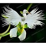 Bloom Green Co. 50 PC Japanische Radiata Bonsai weiÃŸer Reiher Orchid Bonsai World & # 39; s seltene Orchideenarten WeiÃŸe Blumen Orchidee Garten Heimpflanzung
