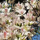 100 pcs Judasbaum Samen ausgefallene geschenke zimmerbonsai bonsai Chinesischer Redbud Baumsamen - winterharte pflanzen für garten, bonzai baum kletterpflanzen winterhart, deko w