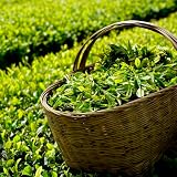 TeeSamen, TeepflanzeSamen, Camellia sinensis exotische immergrüne winterhart gartenpflanzen topfpflanzen 100p