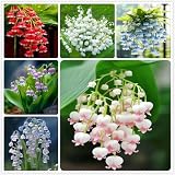 Maiglöckchen zwiebeln,Winterhart Mehrjährig blumenzwiebeln,Maiglöckchen Pflanzen,maiglöckchen Rosa,Blumenzwiebeln maiglöckchen,maiglöckchen pflanzen kaufen,maiglöckchen deko.-5 zwieb