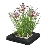 vdvelde.com - Schwanenblume Schwimminsel Teich - Bio Teichpflanzen 4 Blühende Pflanzen - Nachhaltig aus eigener Gärtnerei - Hochwertig Teichinsel Pflanzkorb - Van der Velde Wasserp